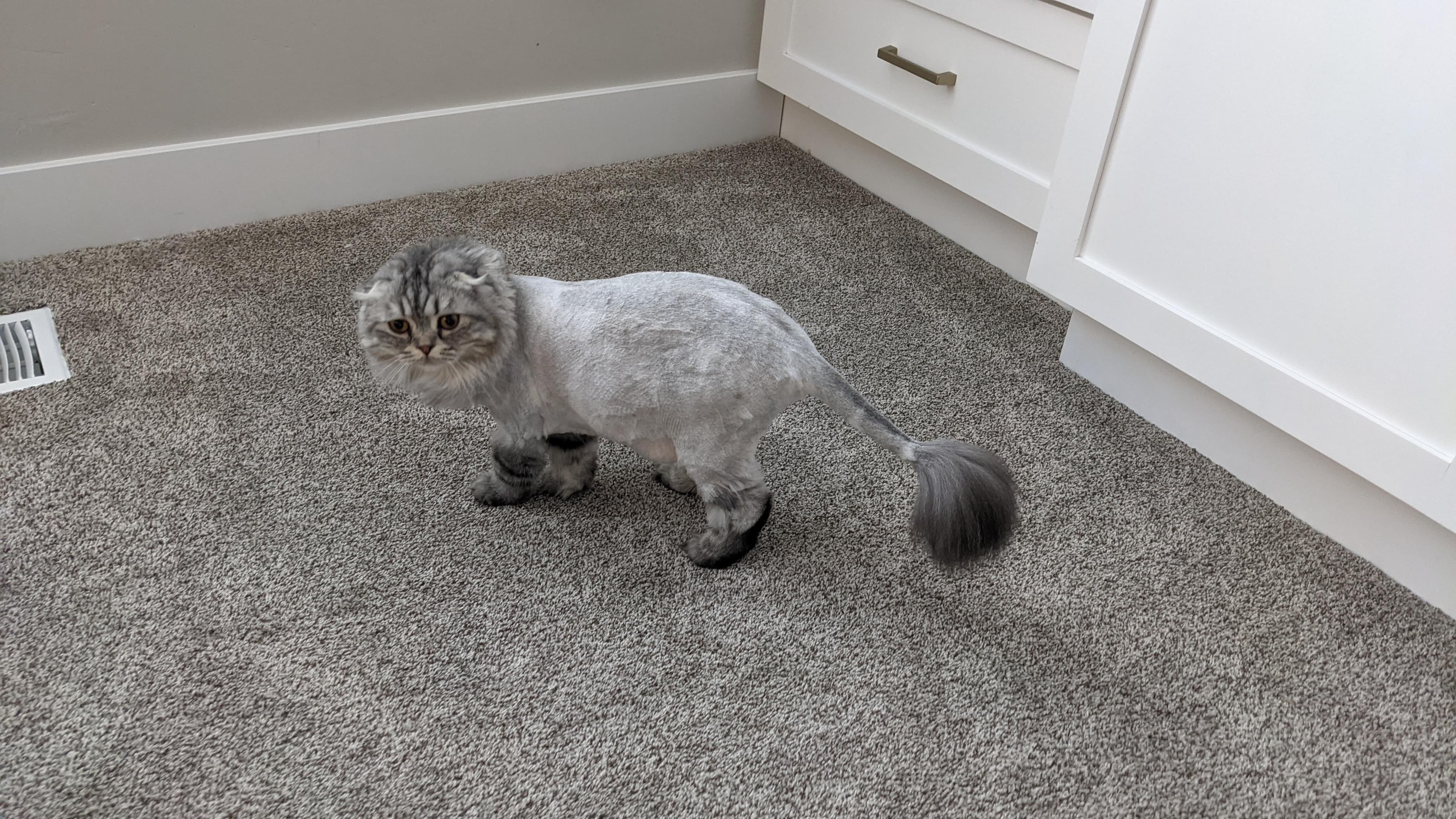 Can Dostun pet kuaförde köpek bakımından bir kare