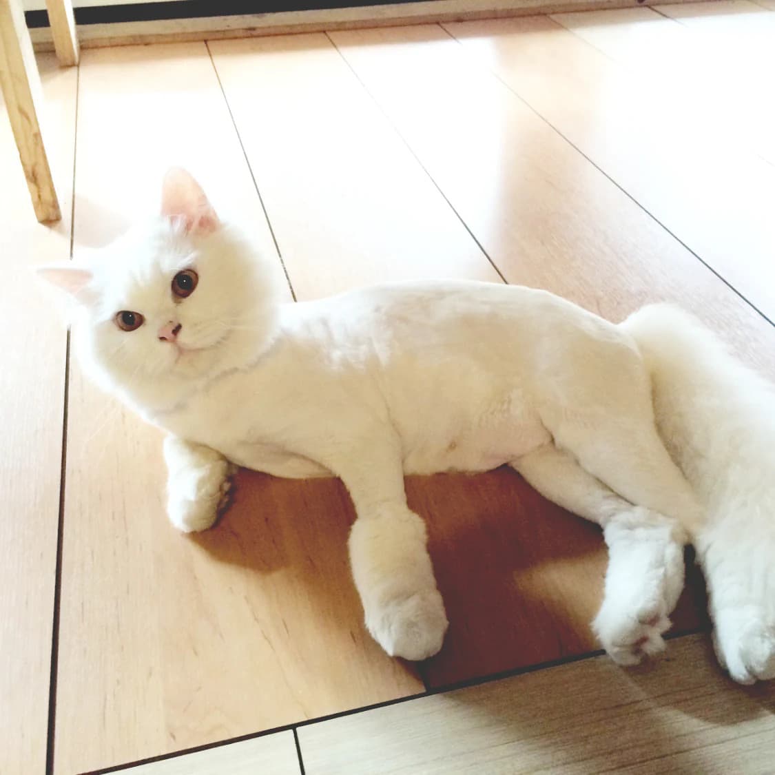 Can Dostun pet kuaförde uygulanan kontrollü bakım süreci