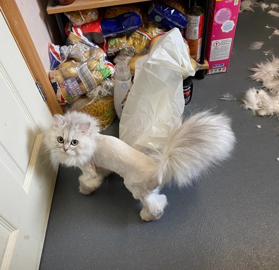 Can Dostun pet kuaförde uygulanan bakım seansından görünüm