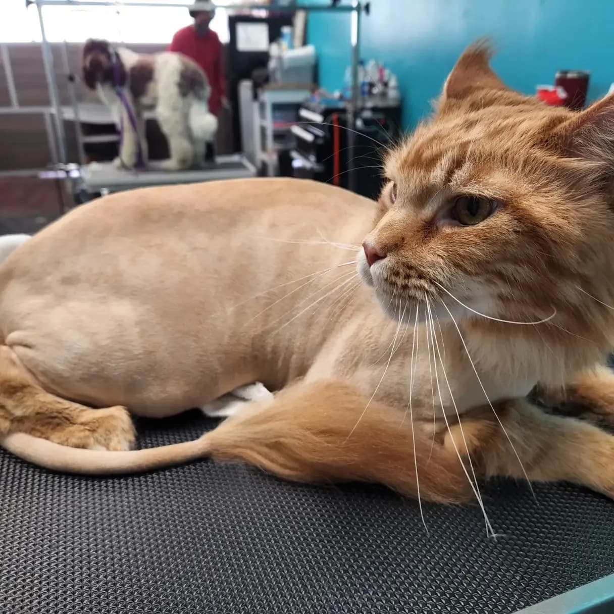 Can Dostun pet kuaförde hijyen ve bakım uygulamasından detay