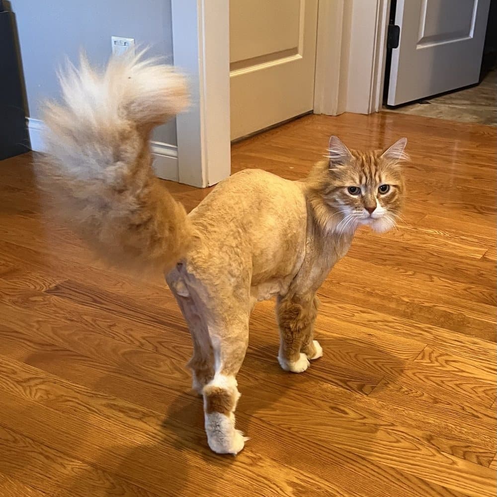 Can Dostun pet kuaförde nazik bakım uygulaması