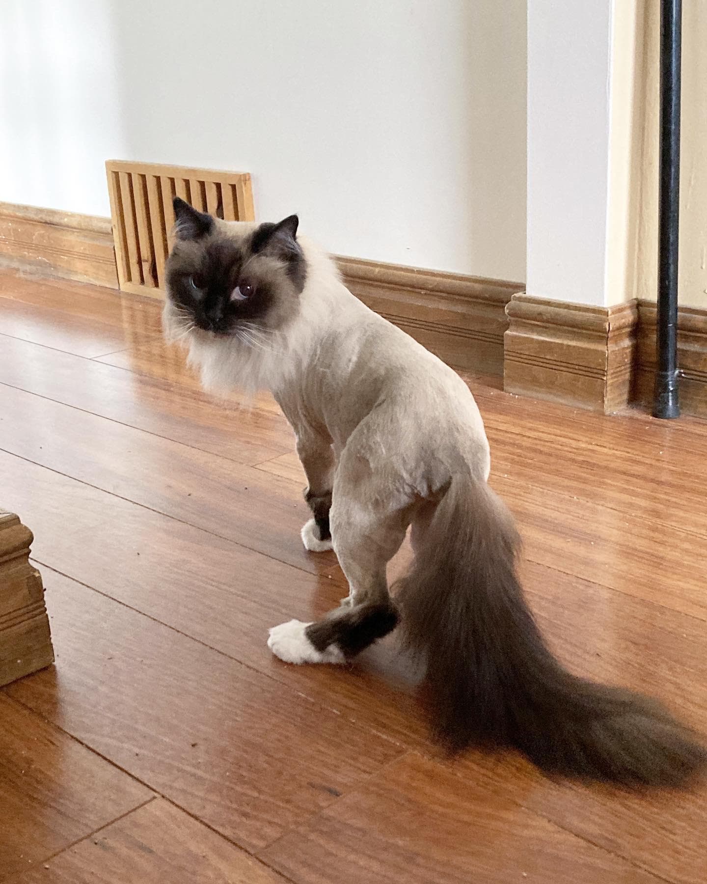 Can Dostun pet kuaförde profesyonel bakım ekipmanı kullanımı