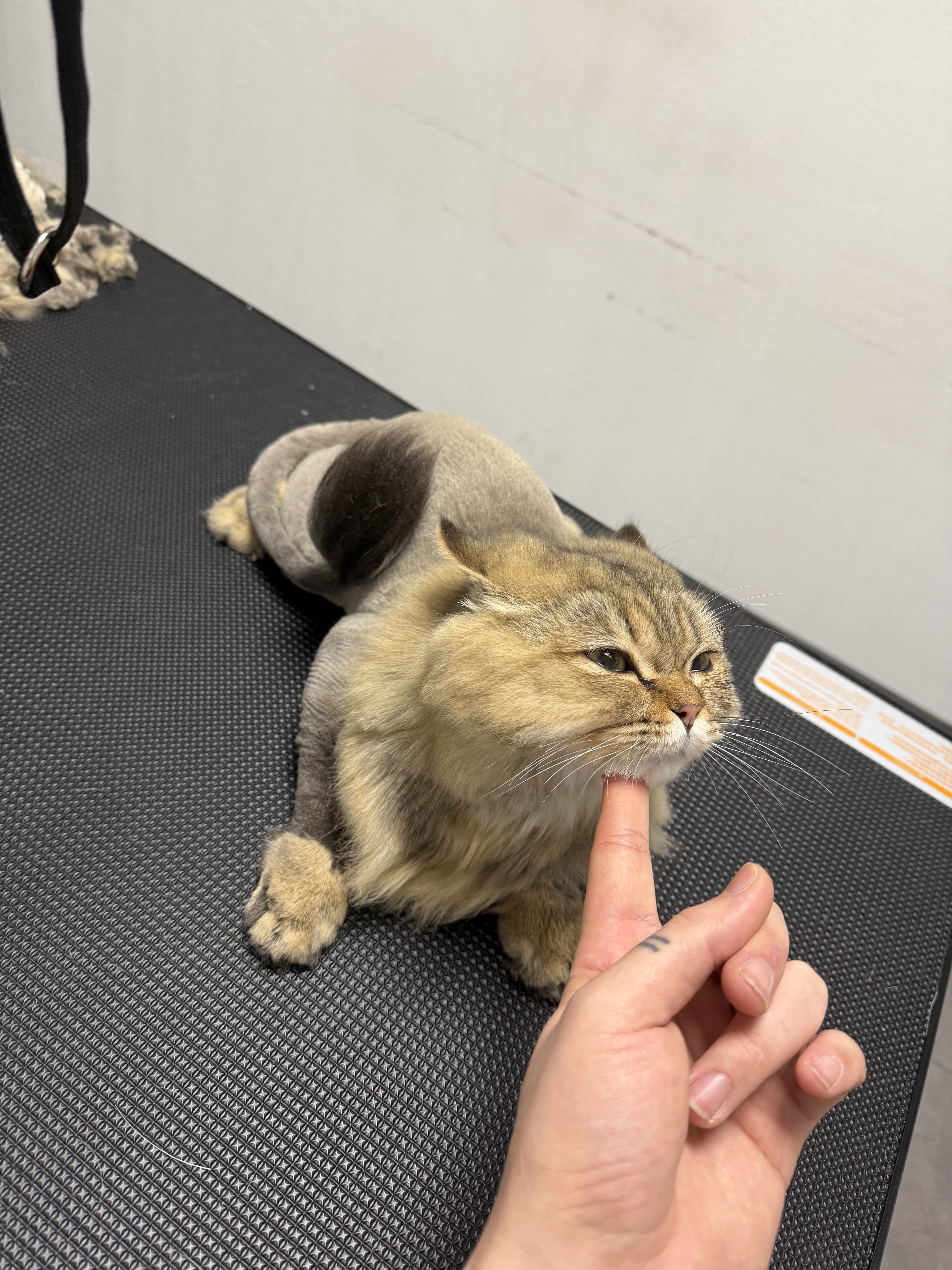 Can Dostun pet kuaförde detaylı grooming anı