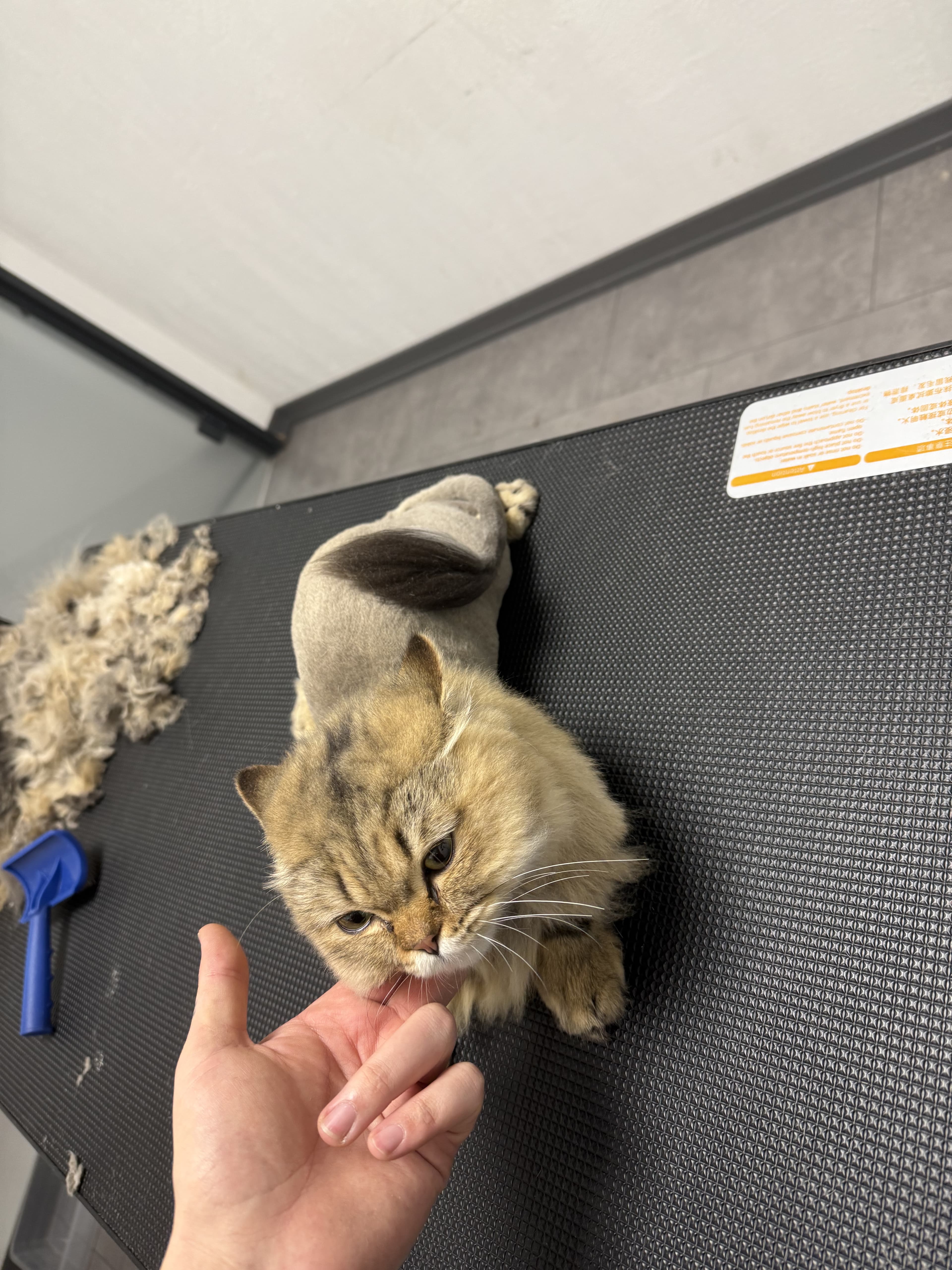 Can Dostun pet kuaförde bakım seansından genel görünüm