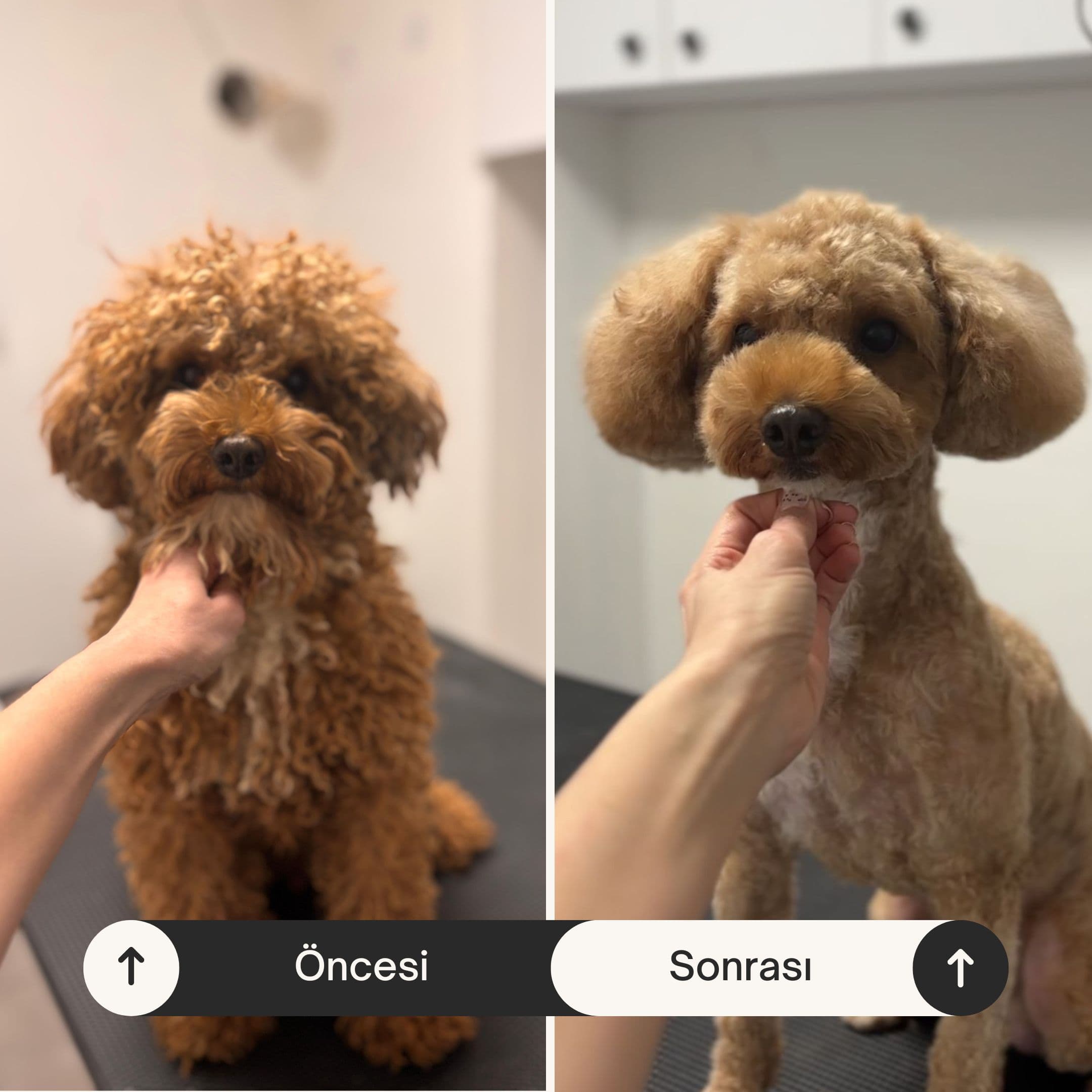 Can Dostun pet-kuafor oncesi sonrasi kopek tirasi 1
