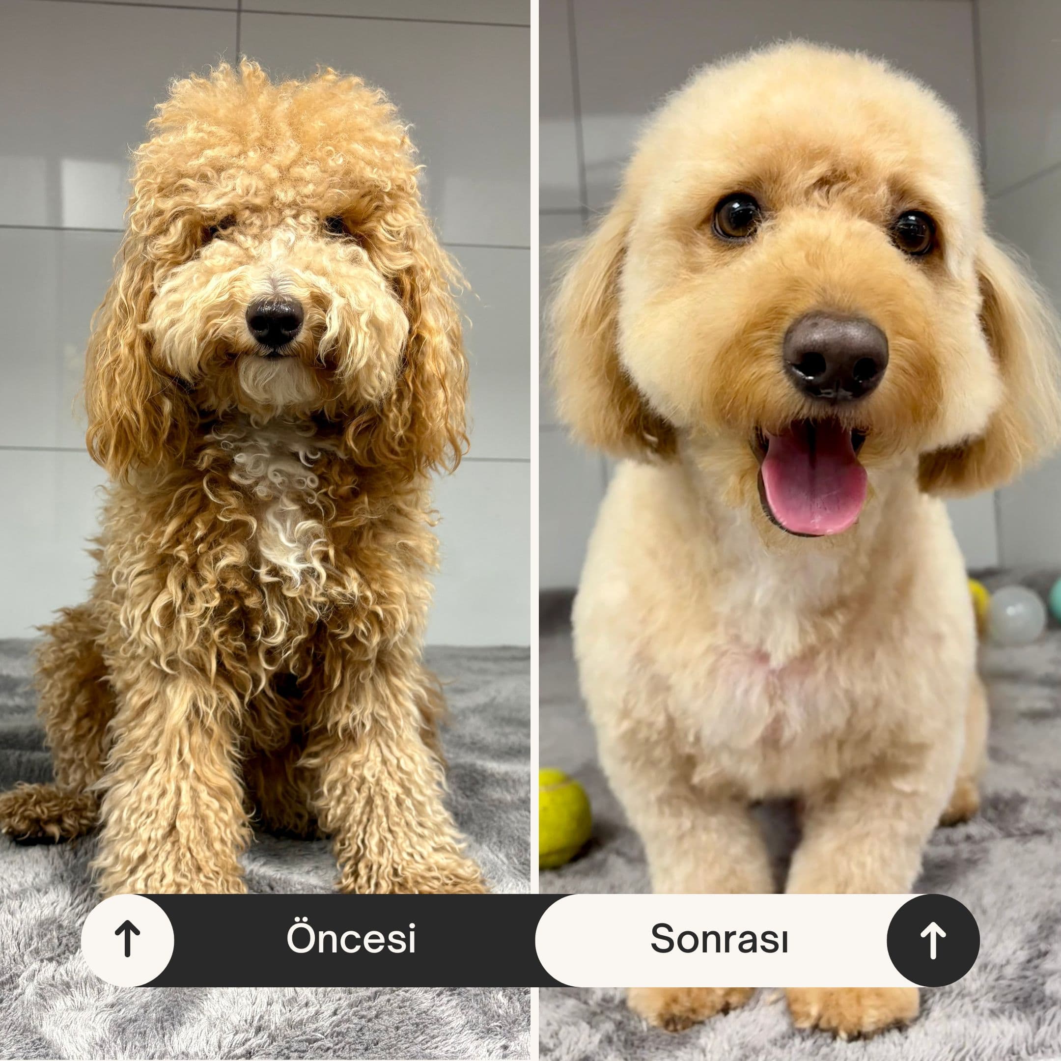Can Dostun pet-kuafor oncesi sonrasi kopek tirasi 2