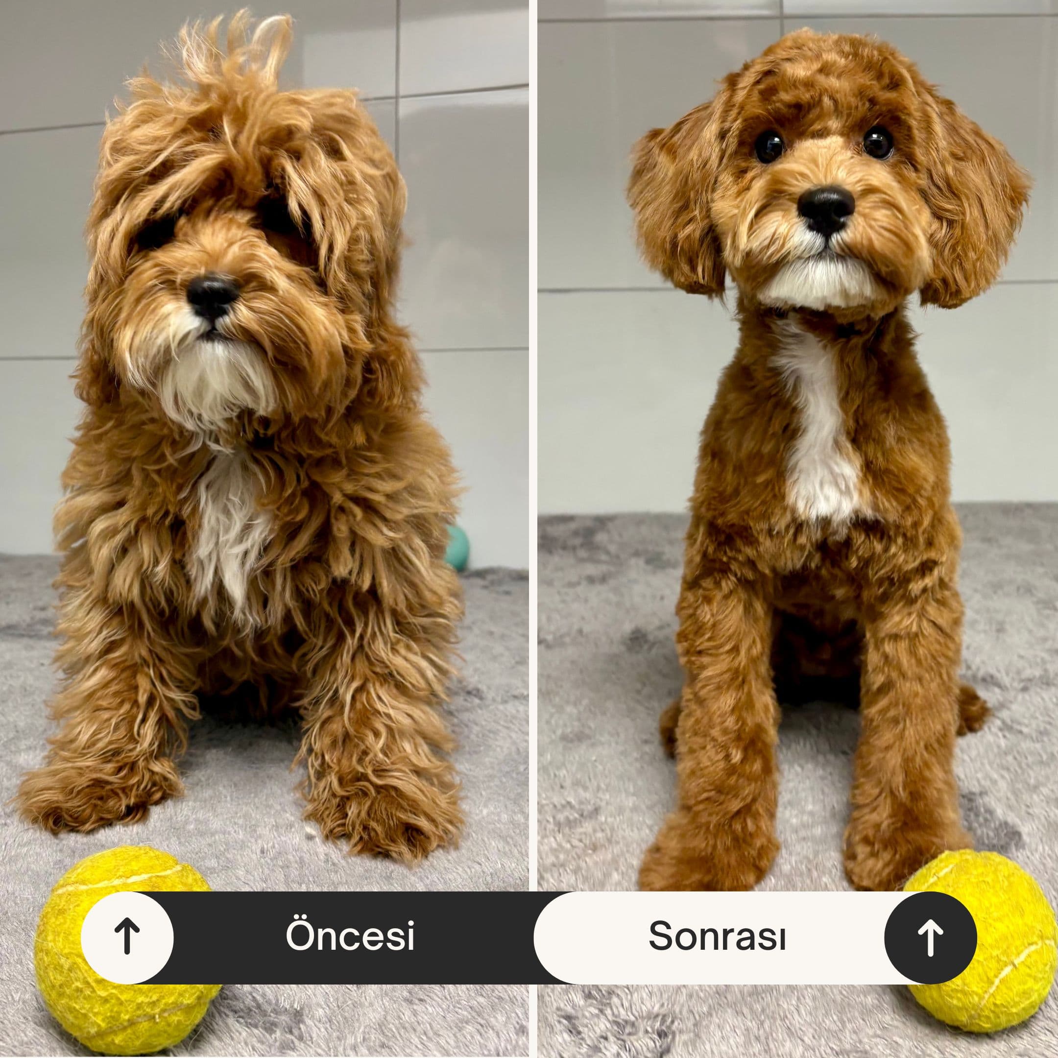 Can Dostun pet-kuafor oncesi sonrasi kopek tirasi 3