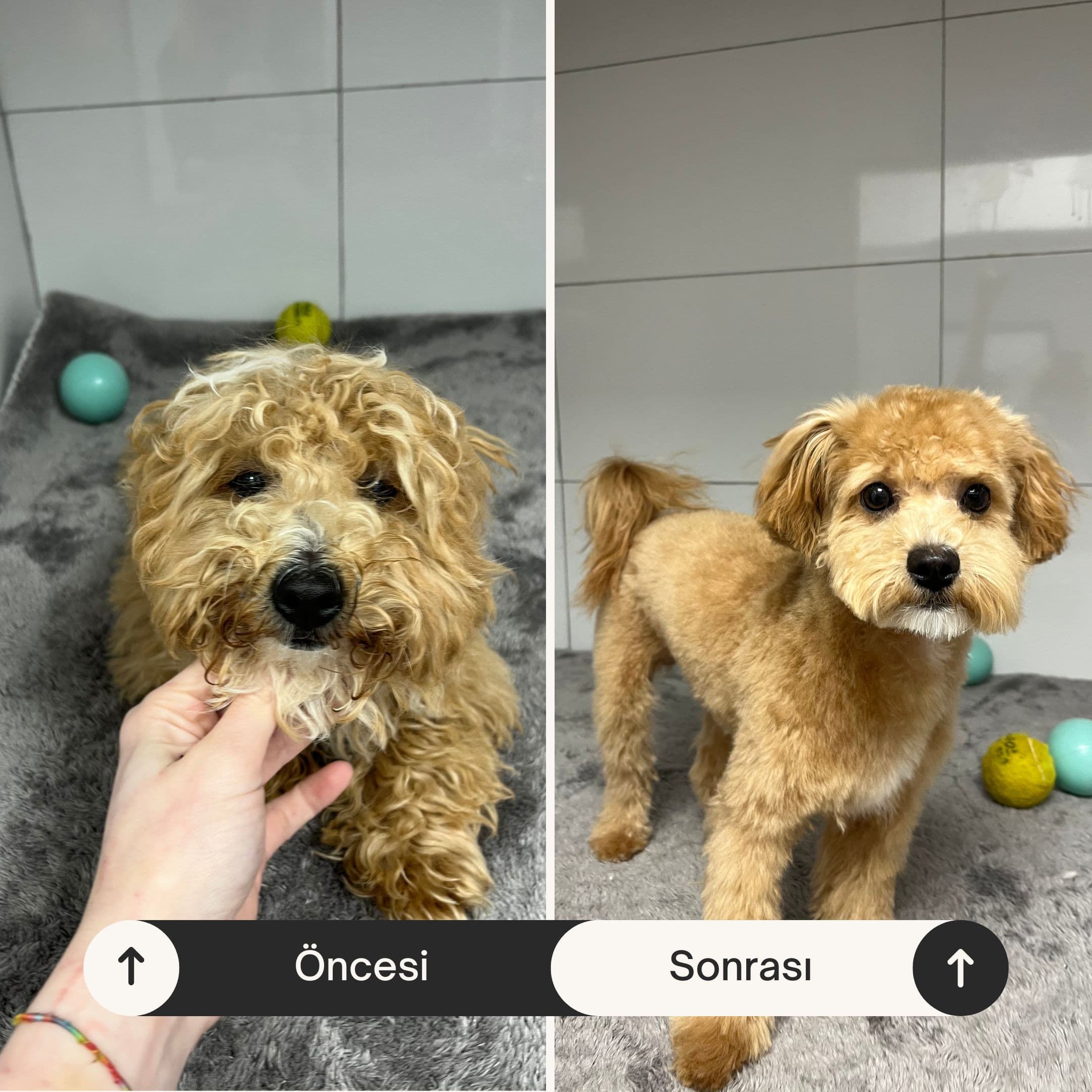 Can Dostun pet-kuafor oncesi sonrasi kopek tirasi 5