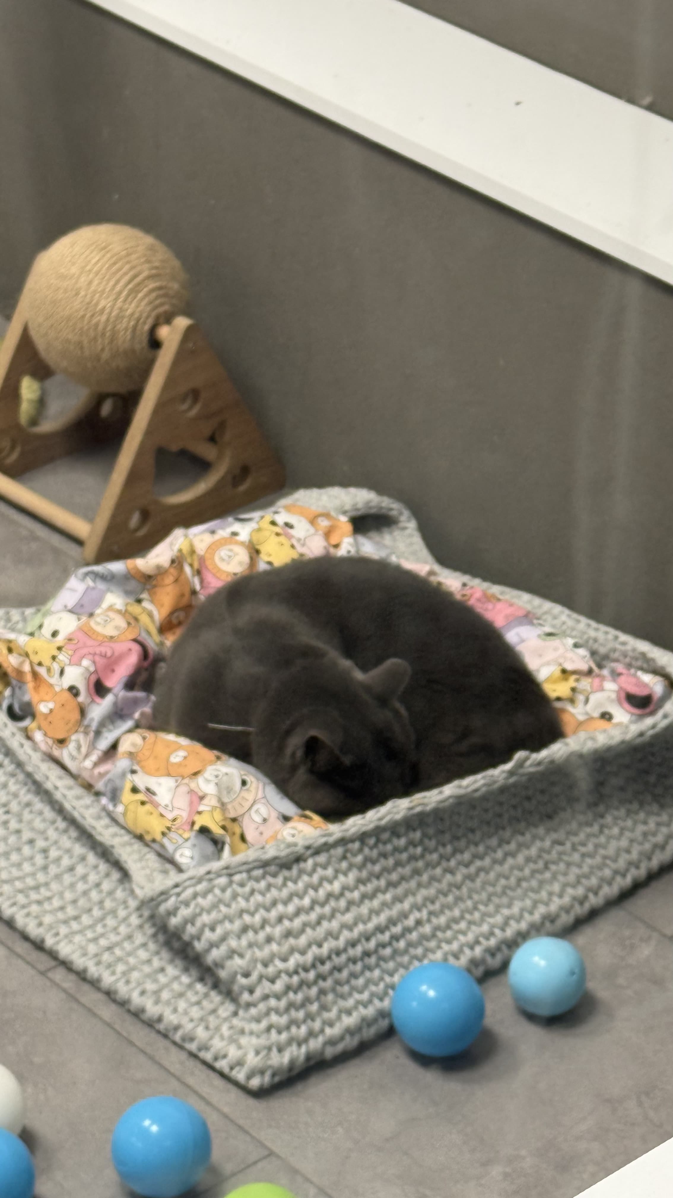 Can Dostun pet otelde konaklama düzeninden bir görünüm