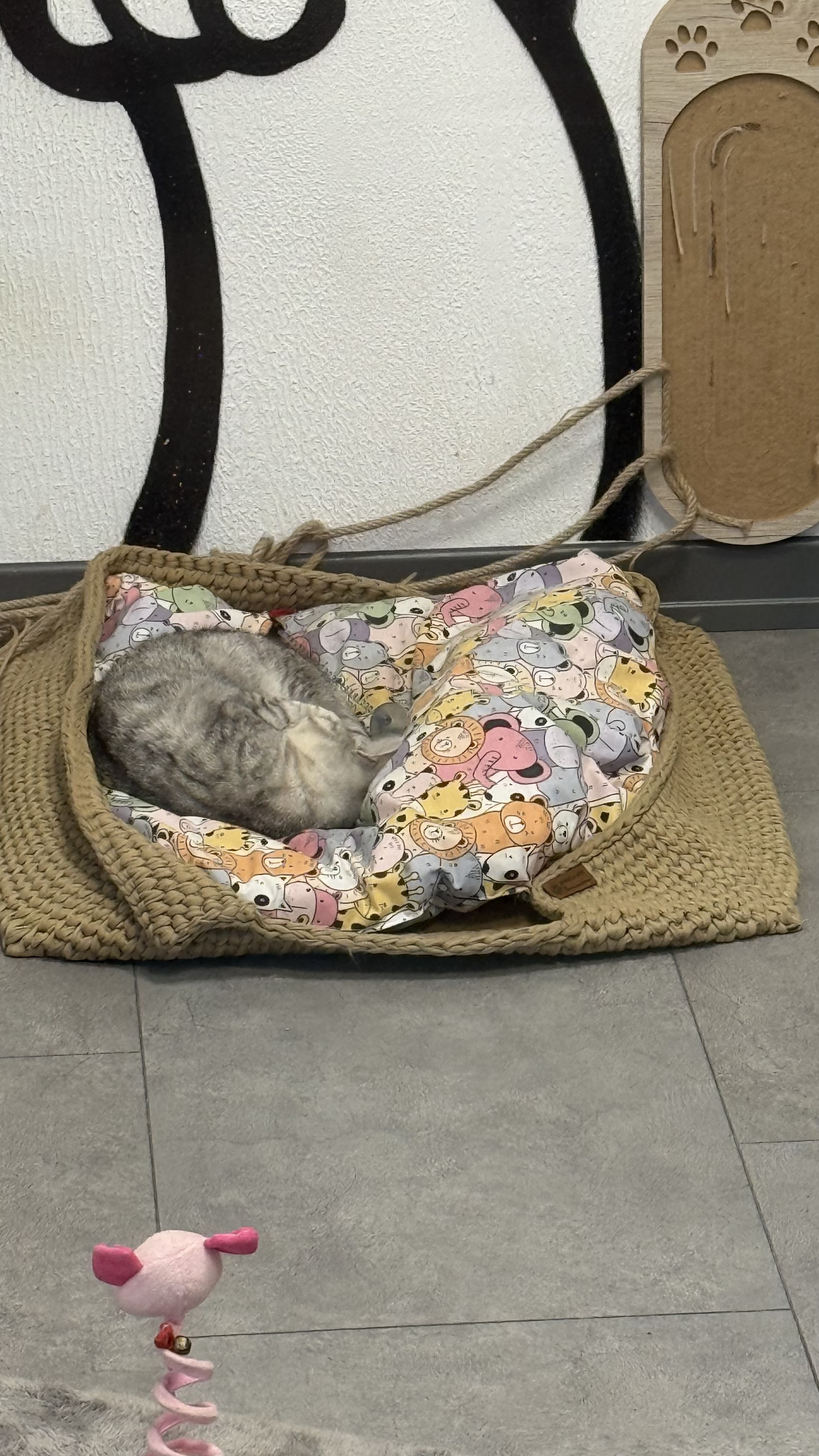 Can Dostun pet otelde günlük bakım sürecinden bir kare