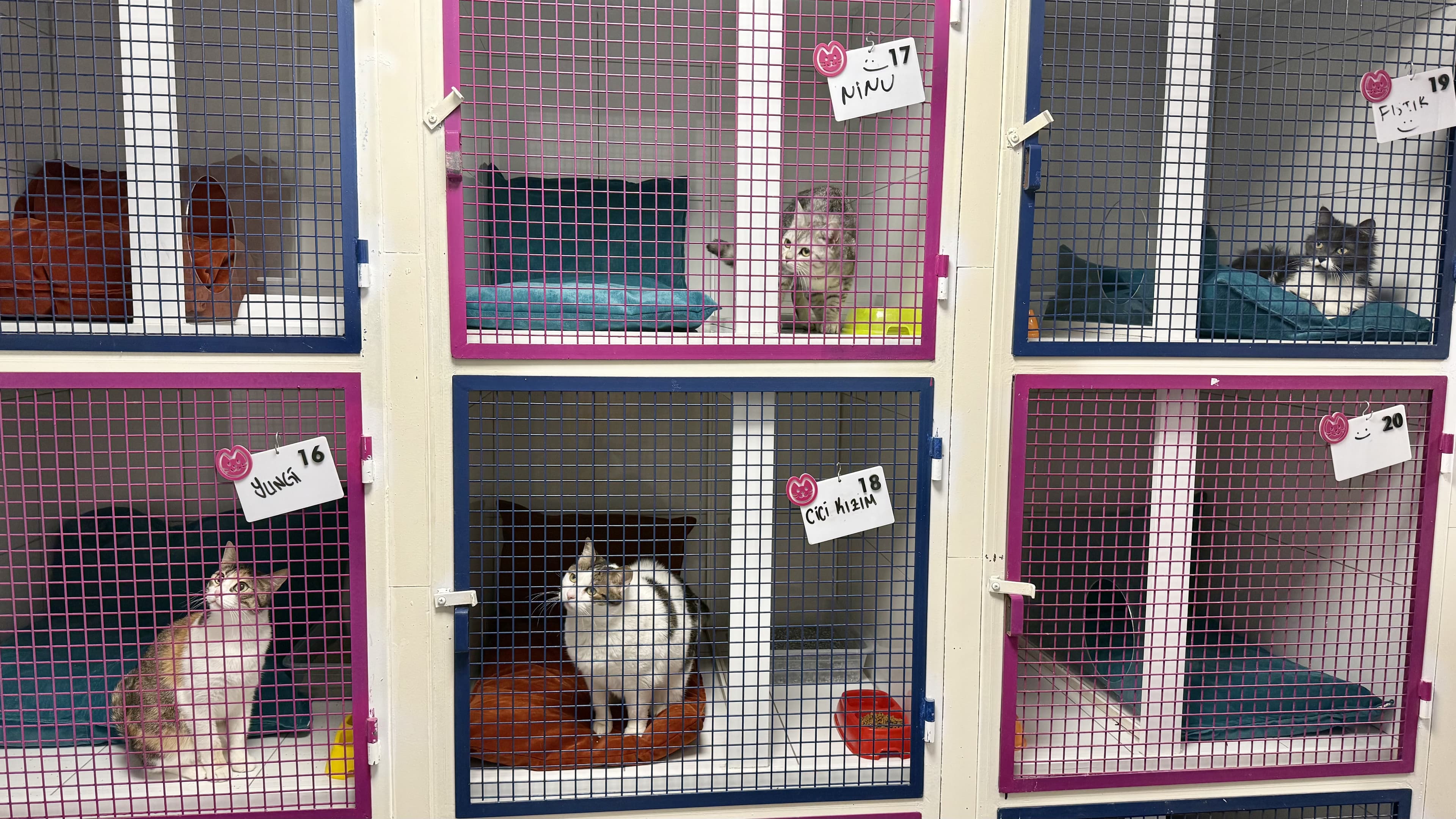 Can Dostun pet otelde güvenli ve kontrollü alan görünümü