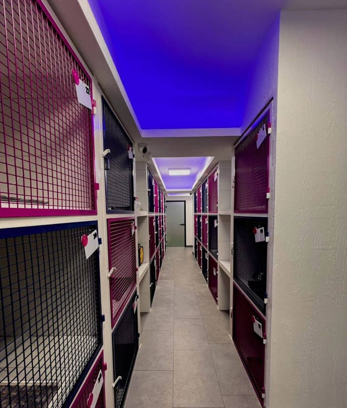 Can Dostun pet otelde konforlu konaklama anı