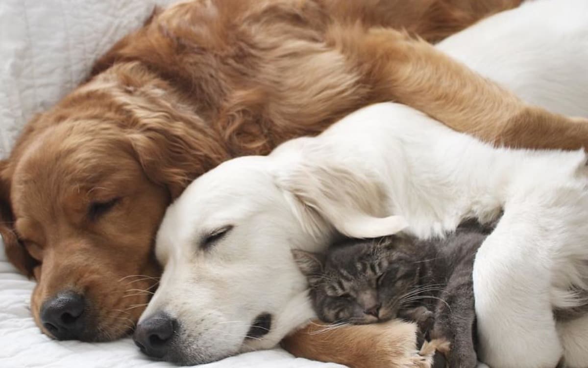 Aynı evde sakin şekilde birlikte duran kedi ve köpek