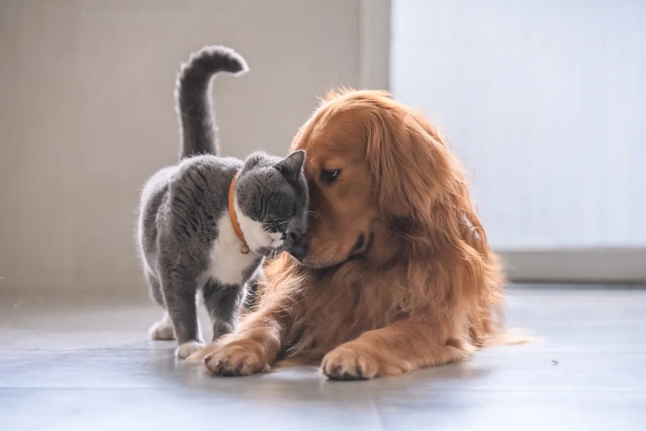 Evcil Dostlarımızın Gizli Düşmanı: Kedi ve Köpeklerde Kıtık Rehberi kapak görseli - Can Dostun Blog