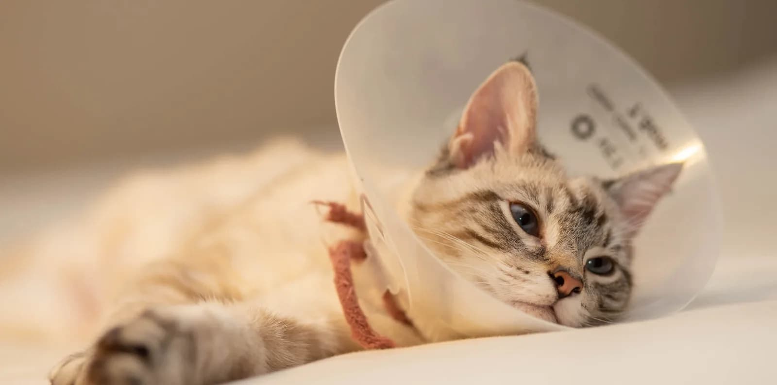 Kedi Kısırlaştırma Hakkında Her Şey: Sağlık, Süreç ve Bilinmesi Gerekenler kapak görseli - Can Dostun Blog