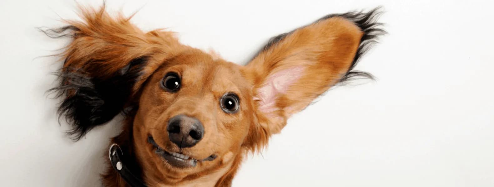 Köpeklerin Kulak Dili: Dostunuzun Duygularını Anlama Rehberi kapak görseli - Can Dostun Blog