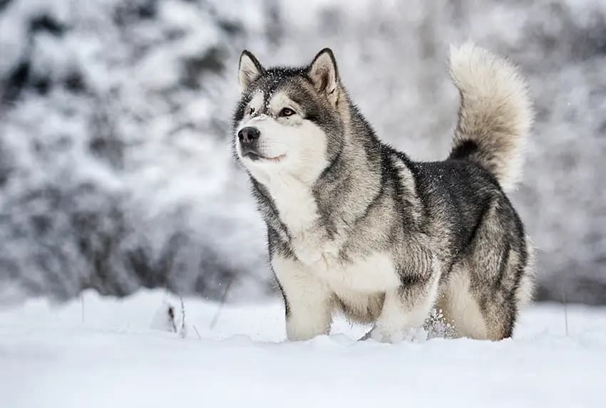 Husky Köpeklerde Tüy Bakımı ve Pet Kuaför Rehberi: Asil Buz Kurtlarının Kürk Sağlığı kapak görseli - Can Dostun Blog