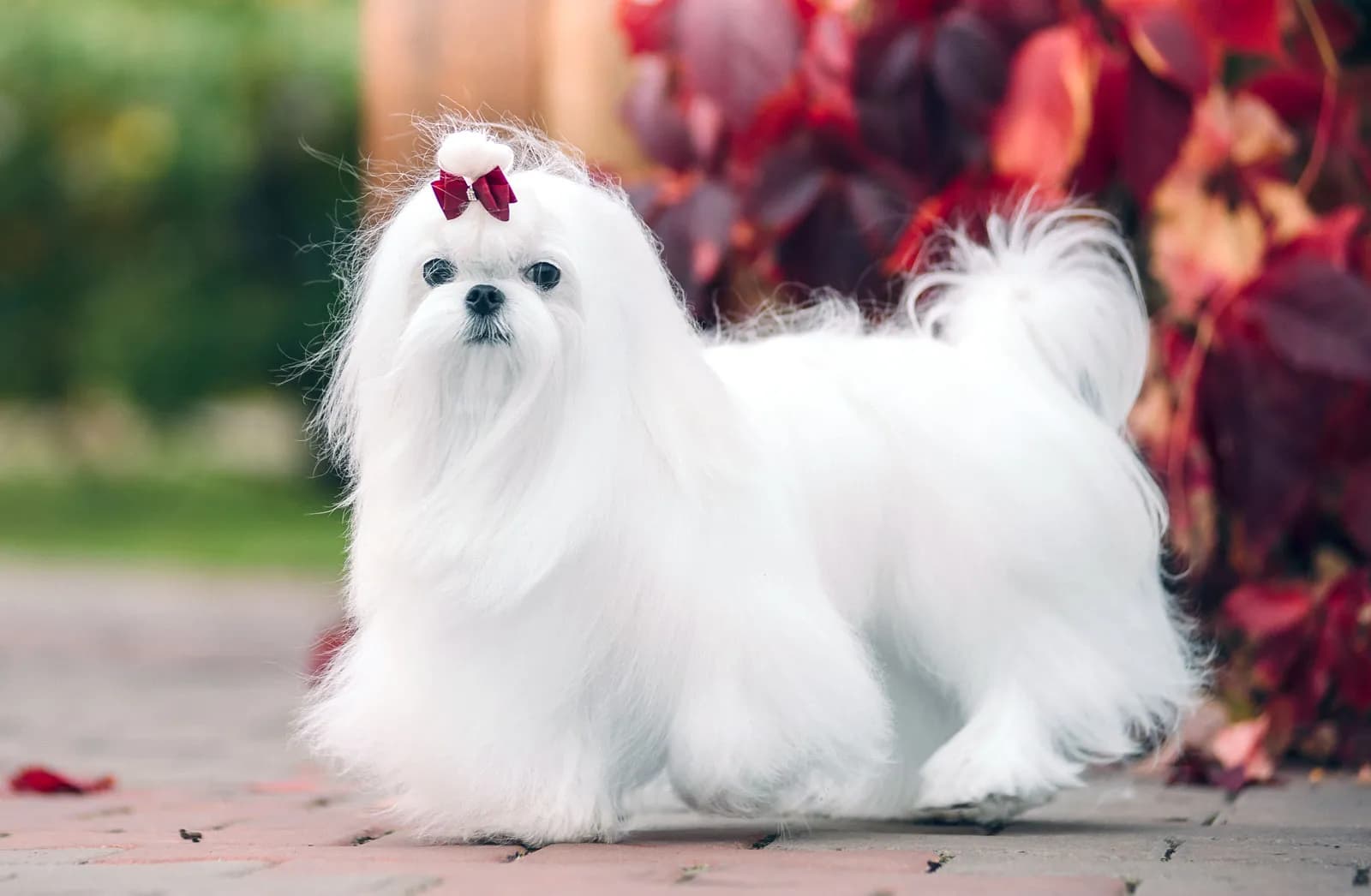Maltese Köpeklerde Tüy Bakımı ve Pet Kuaför Rehberi: Büyüleyici Beyaz İpek Kürkün Sırları