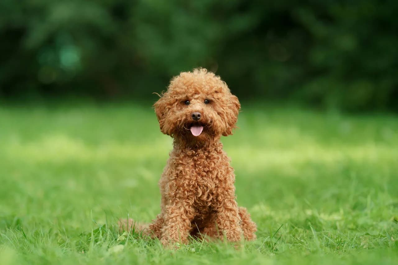 Poodle Köpeklerde Tüy Bakımı ve Pet Kuaför Rehberi kapak görseli - Can Dostun Blog