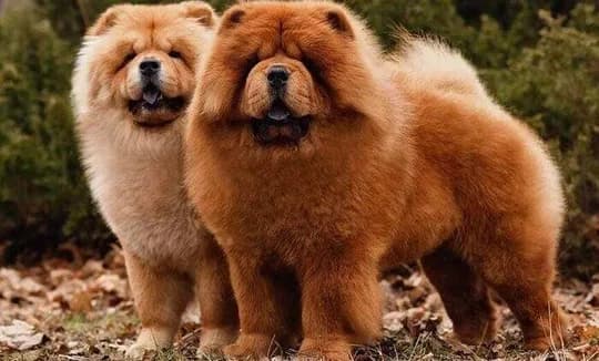 Çin Aslanı (Chow Chow) Köpeklerde Tüy Bakımı ve Pet Kuaför Rehberi: Aslan Yelesinin Sağlık ve Bakım Sırları kapak görseli - Can Dostun Blog