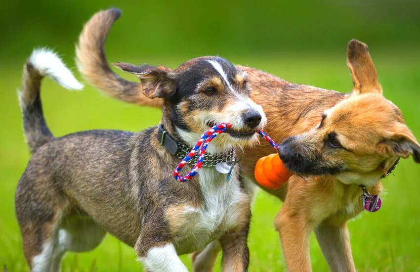 Köpeklerde Sosyalleşme Rehberi: Mutlu ve Özgüvenli Bir Dost Yetiştirmenin Sırları kapak görseli - Can Dostun Blog