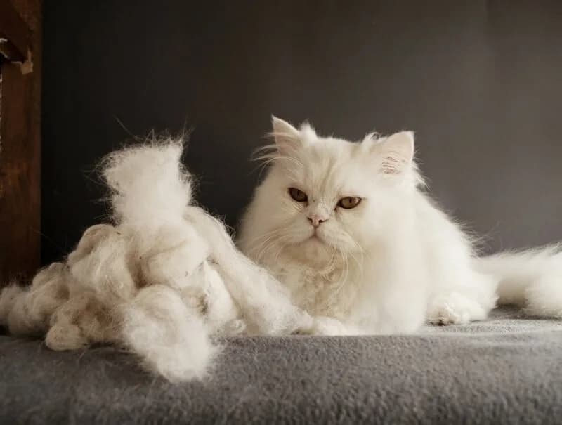 Yaz Mevsiminde Kedi Bakımı: Kavurucu Sıcaklarda Dostunuzu Serin Tutma Rehberi kapak görseli - Can Dostun Blog