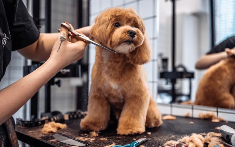 Maltipoo Köpeklerde Tüy Bakımı ve Pet Kuaför Rehberi: Kıvırcık ve İpeksi Kürkün Sırları kapak görseli - Can Dostun Blog