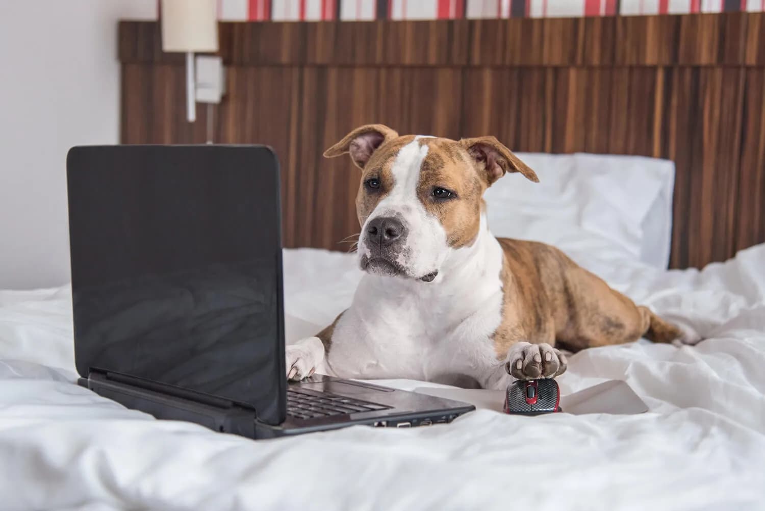 İşe Giderken Köpeklerde Ayrılık Kaygısını Azaltma Rehberi: Mutlu Bir Vedalaşma ve Huzurlu Bir Bekleyiş kapak görseli - Can Dostun Blog