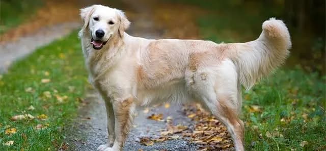 Golden Retriever Köpeklerde Tüy Bakımı ve Pet Kuaför Rehberi: Altın Kürkün Sağlık ve Işıltı Sırları kapak görseli - Can Dostun Blog