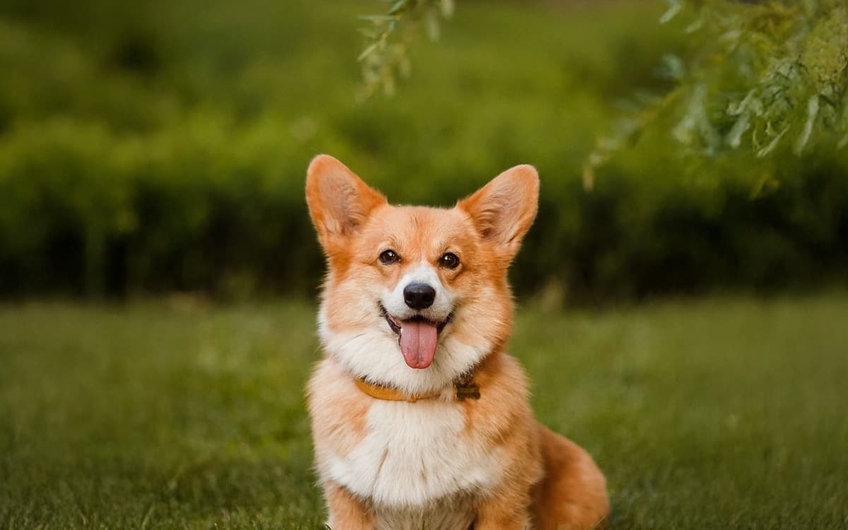 Yavru Köpeklerde Sosyalleşmenin Önemi ve Yolları kapak görseli - Candostun Blog