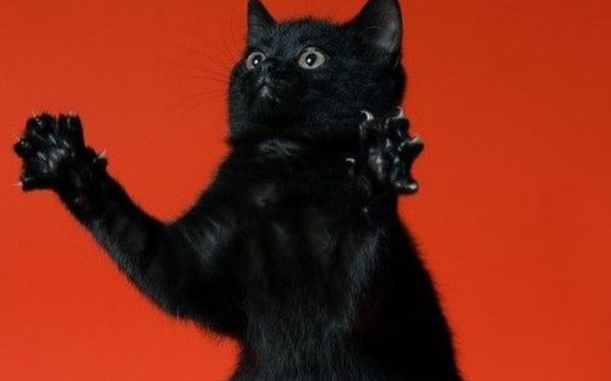 Tırnakların Dili: Kedi Tırmalama Davranışını Yönetme ve Yıkımı Önleme Rehberi kapak görseli - Candostun Blog