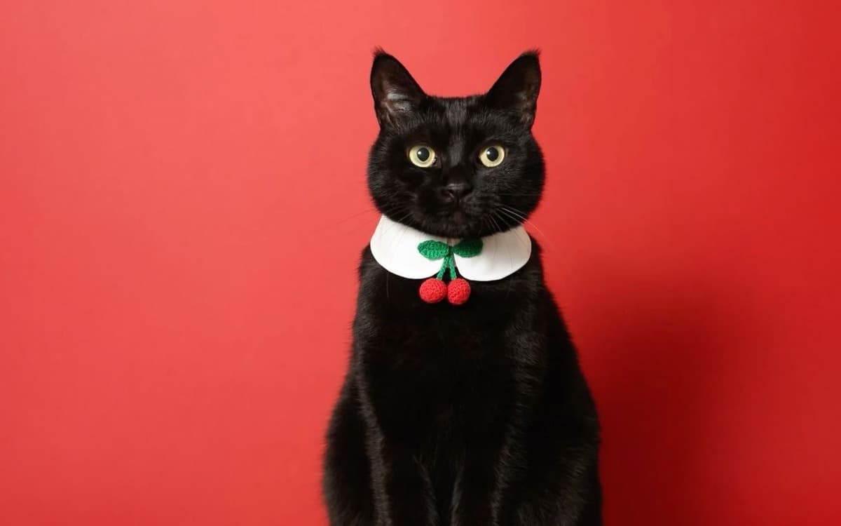 Kediler Neden Kusar? Kedi Kusmasının En Yaygın 9 Nedeni ve Çözüm Yolları kapak görseli - Candostun Blog