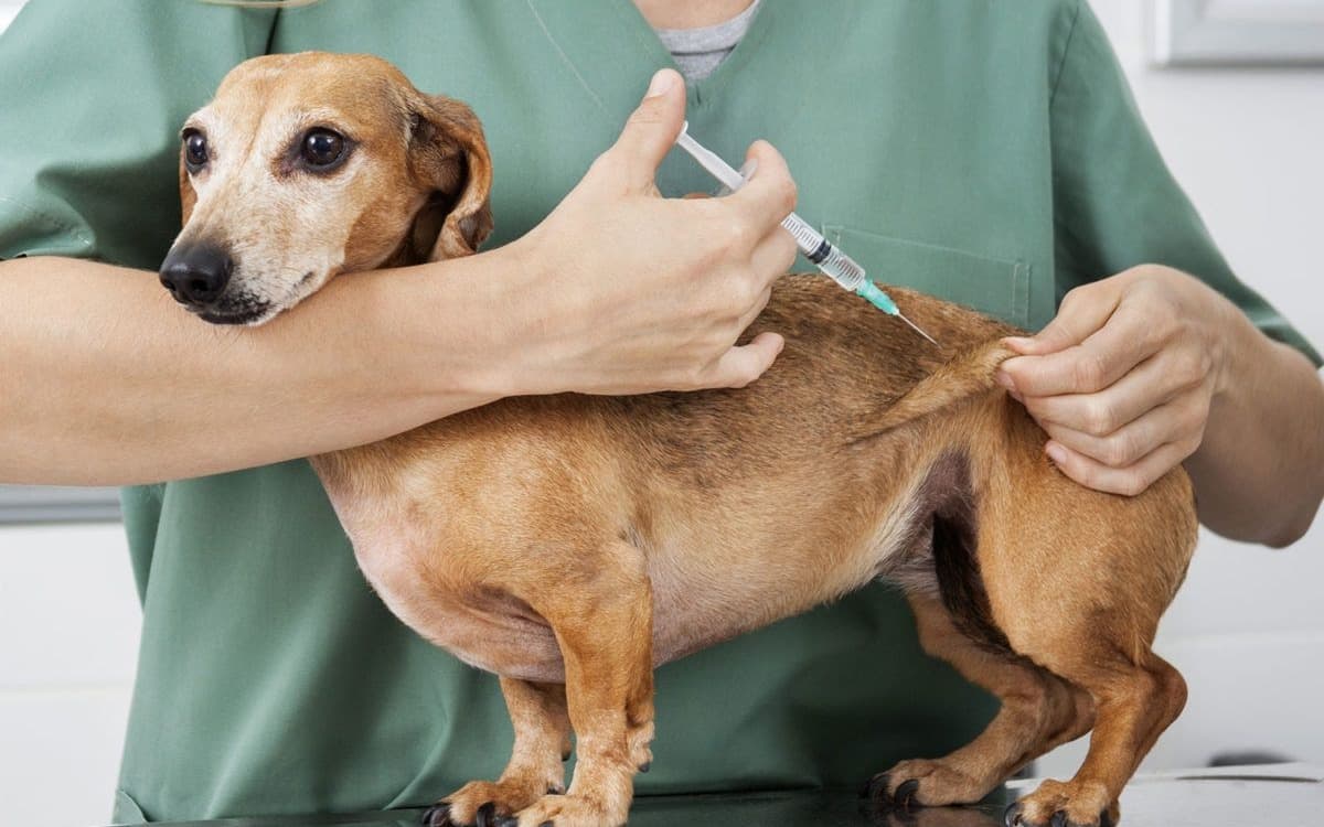 Sağlık Kalkanı: Köpeklerin Olması Gereken Temel Aşılar Rehberi kapak görseli - Candostun Blog