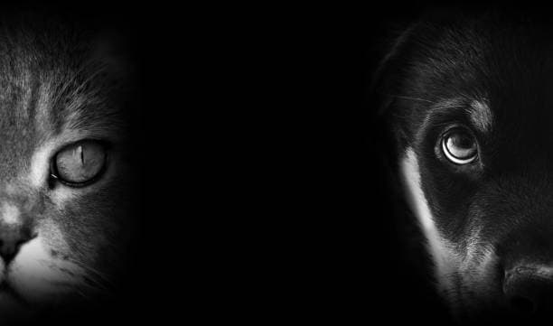 Hüzünlü bir kişinin elini tutan bir pati heykeli, evcil hayvan kaybının yasını anlatıyor.