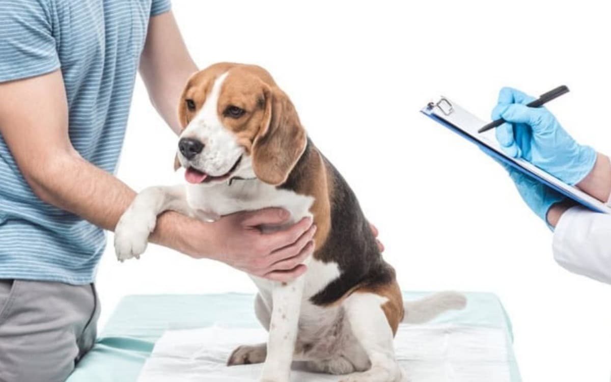 Sorumlu Sahipliğin Temeli: Evcil Hayvanlarda Kısırlaştırmanın Önemi ve Faydaları kapak görseli - Candostun Blog