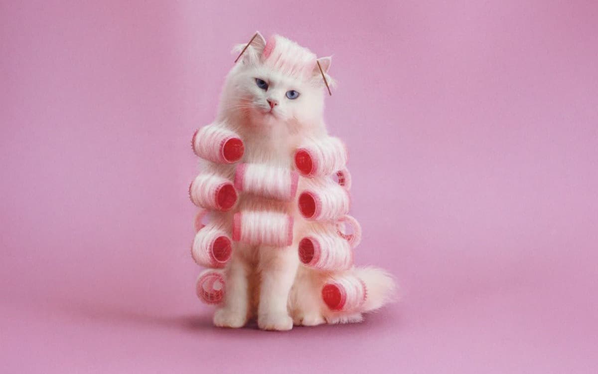 Kedi Özbakımı: Tüylerden Tırnaklara, Sağlıklı ve Mutlu Bir Yaşamın Sırları kapak görseli - Candostun Blog