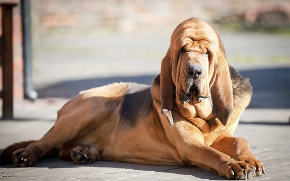 İkinci Bahar: Yaşlı Bir Evcil Hayvan Sahiplenmek ve Bilgeliğin Değerini Keşfetmek kapak görseli - Candostun Blog