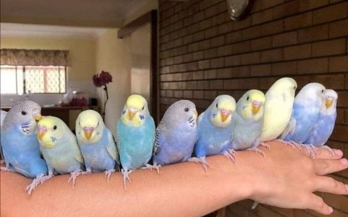 Kuşların Dilini Çözmek: Kanatlı Dostunuz Ne Anlatıyor? kapak görseli - Candostun Blog