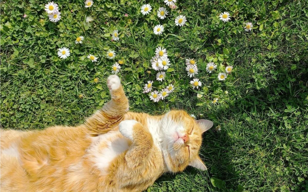 Evde Kedi Beslemenin Gizli Terapisi: Psikolojik Faydaları kapak görseli - Candostun Blog