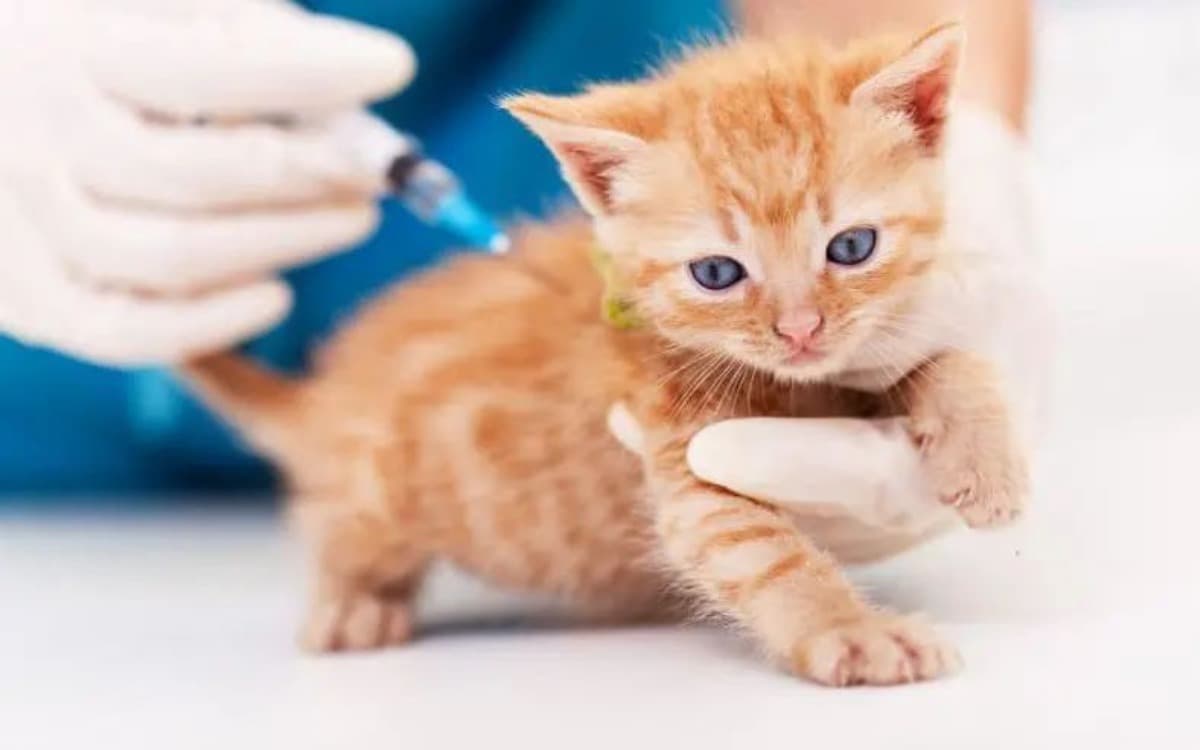 Minik Dostunuzun Kalkanı: Kedilerin Olması Gereken Temel Aşılar Rehberi kapak görseli - Candostun Blog