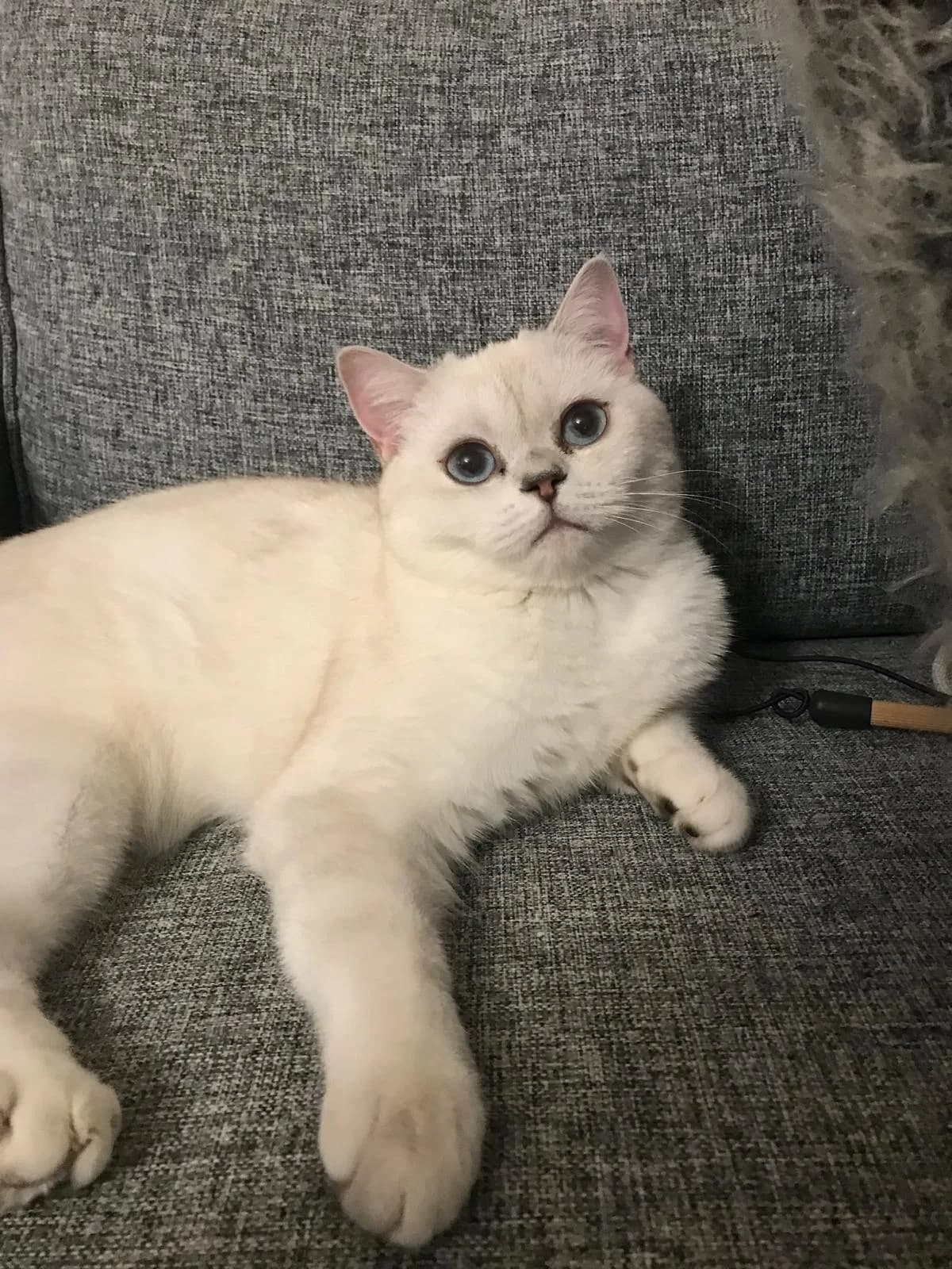 Sevgili Kızımızı Sahiplendirmek İstiyoruz.