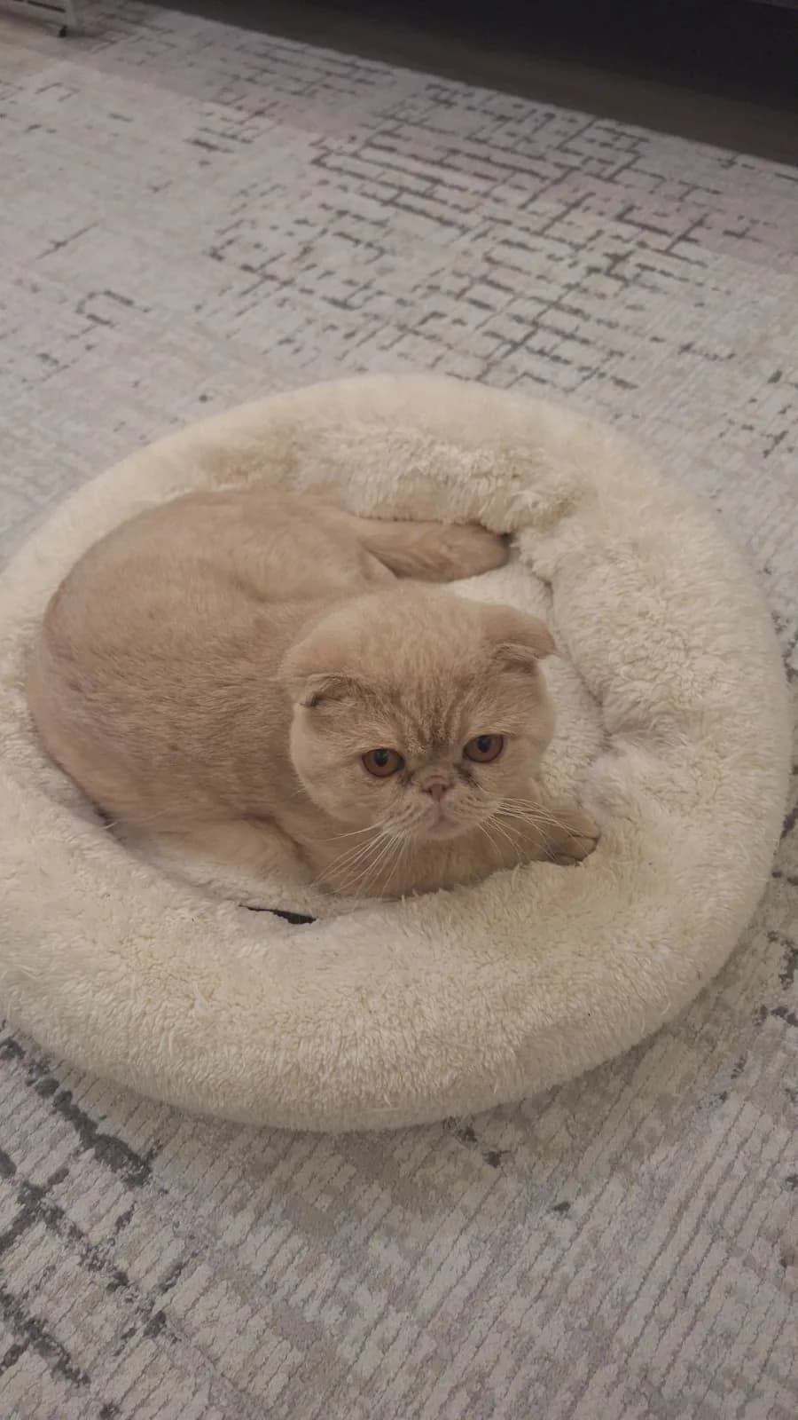 TOPKAFA SCOTTISH FOLD YAVRUMUZ