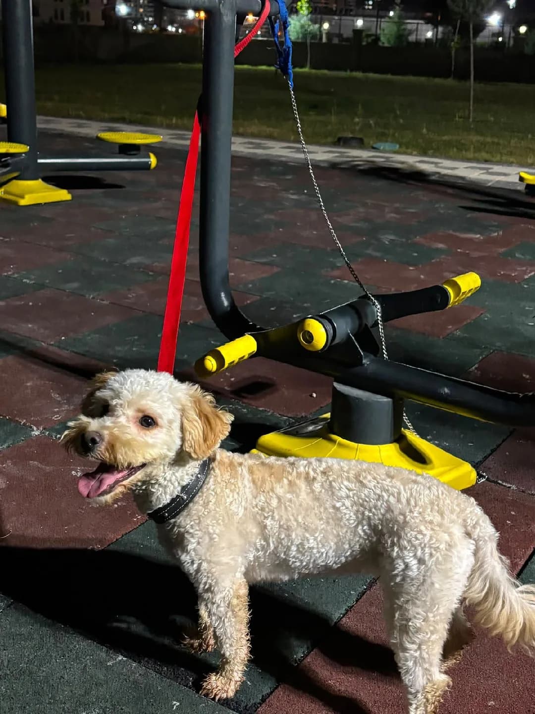 Diyarbakır süs köpeği