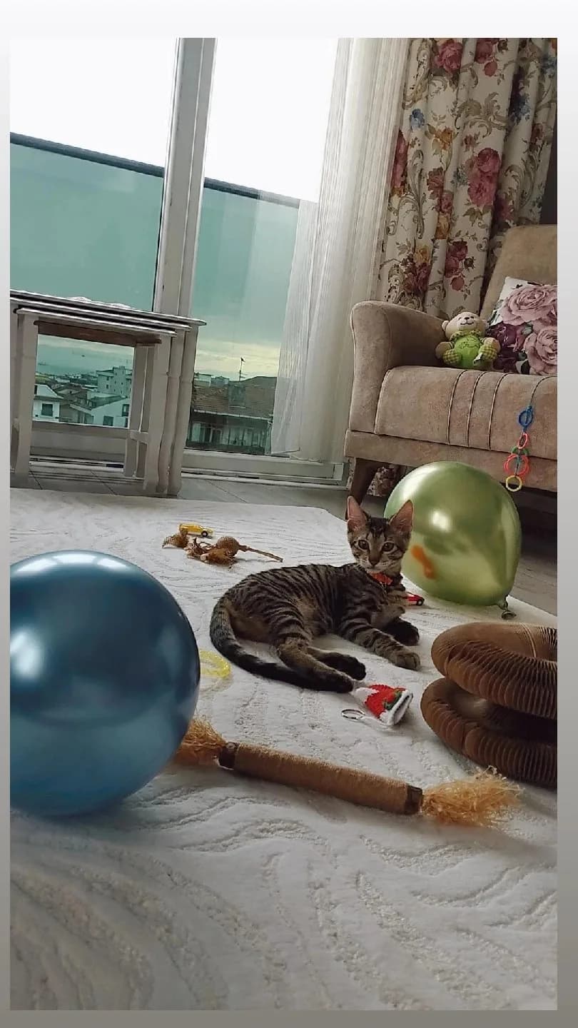 ŞİRİN-6 Aylık Dişi Tekir