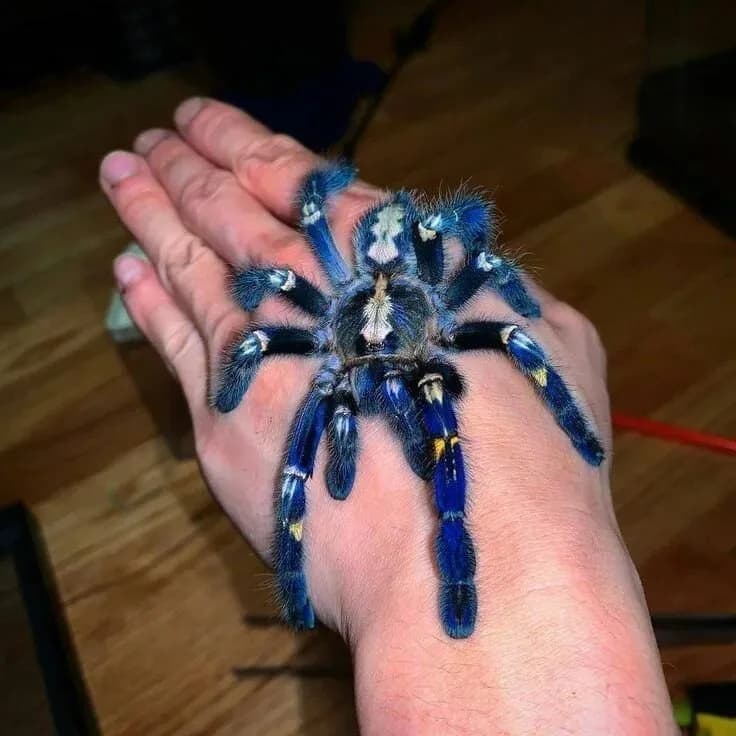 METALLİCA TARANTULA🕷️🕸️🕷️