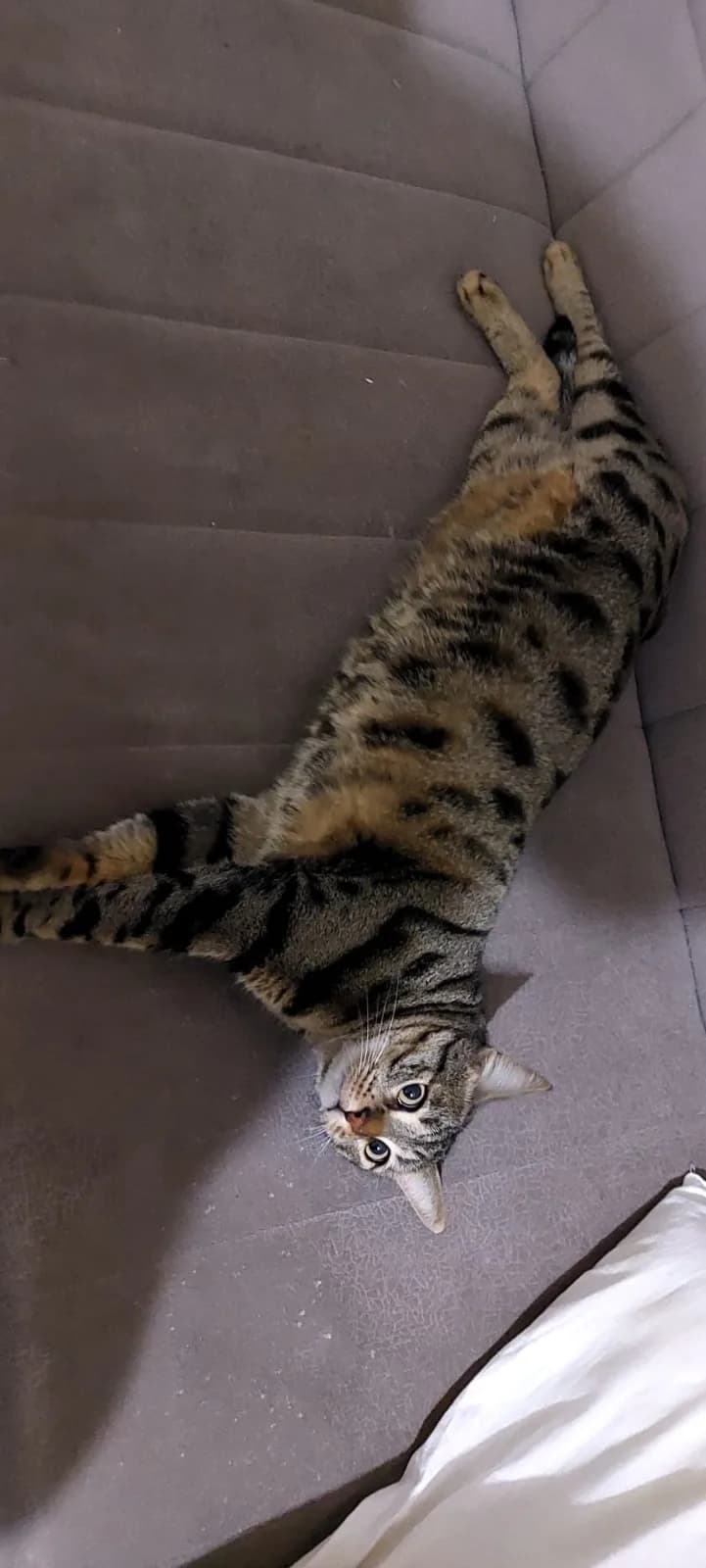 Kedimi sahiplendirmek istiyorum