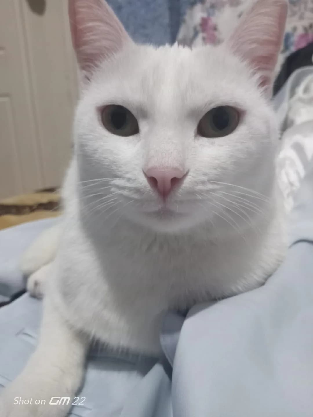 Kısır 1,5 yaşında dişi