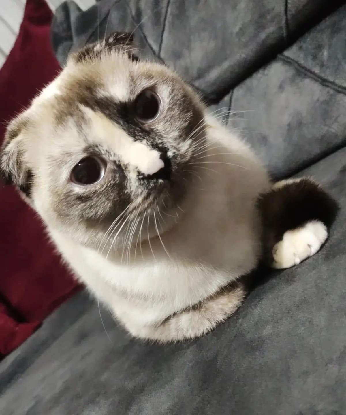 Pamuk Kızıma Yuva ariyorum