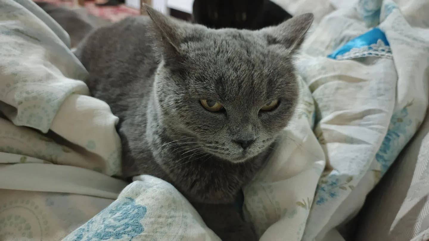 KALİCİ GUZEL YUVA ARİYORUZ😭