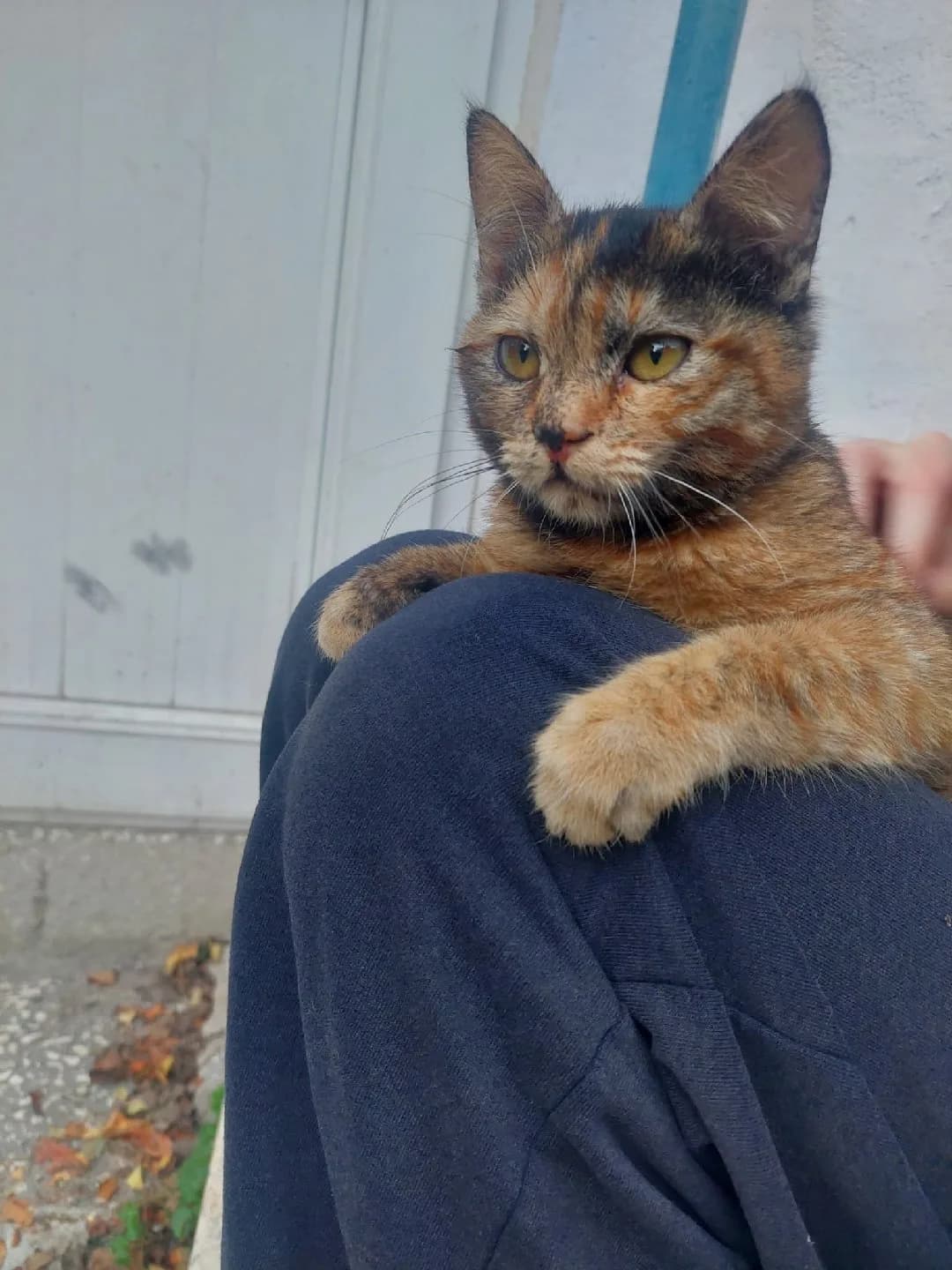 Acil 5 Aylık dişi tekir